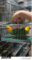African Grey Parrots