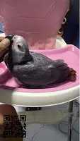 African Grey Parrots