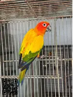 African Grey Parrots - 2