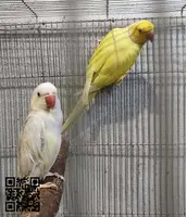 African Grey Parrots - 3