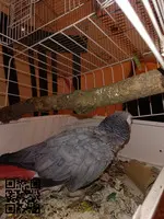 Yaco gris africano