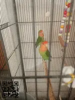 Vendo pareja agapornis Rosecollis