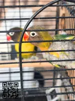 Argaponi personata