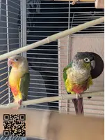 Cesión Pareja de Pyrrhuras