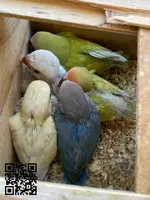 Agapornis Roseicollis Papilleros