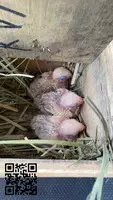 Agapornis Roseicollis Papilleros - 3