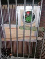 Vendo o cambio por cacatúa galah o algún otro loro que me interés
