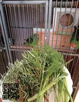 Vendo o cambio por cacatúa galah o algún otro loro que me interés - 2