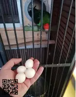 Vendo o cambio por cacatúa galah o algún otro loro que me interés - 3