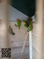 Agapornis rosicolis - 2