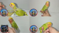 Agapornis roseicolli y Fisher papilleros dóciles ya recién destetados de papilla.