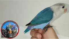 AGAPORNIS DOCILES FISHER HEMBRAS DESTETADAS Y SEXADAS POR ADN - 2