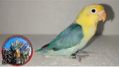 AGAPORNIS DOCILES FISHER HEMBRAS DESTETADAS Y SEXADAS POR ADN - 4