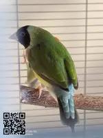 Se ceden diamantes de Gould