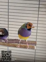 Se ceden diamantes de Gould - 2