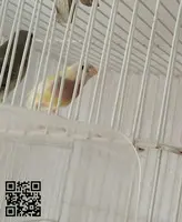 Se ceden diamantes de Gould - 3