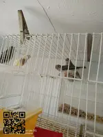 Se ceden diamantes de Gould - 4