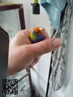 Se ceden diamantes de Gould - 5