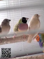 Se ceden diamantes de Gould - 6