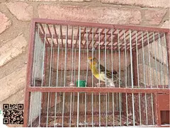 Mixto de jilguero