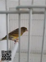 Canario con jaula
