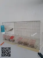 Canario con jaula - 2