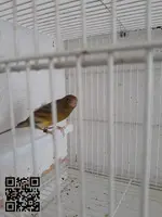 Canario con jaula - 3