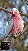 Cacatúa galah