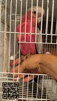 Cacatúa galah