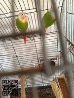 Pyrrhuras piña