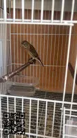 Pardillo