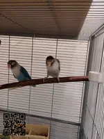Pareja de agapornis personata