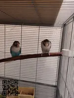 Pareja de agapornis personata - 2