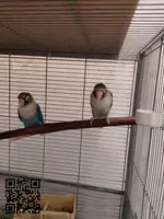Pareja de agapornis personata - 3