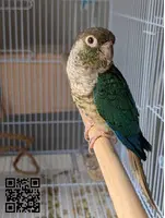 Cesión Pareja de Pyrrhuras