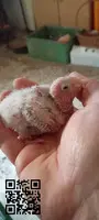 Pyrrhuras papilleras