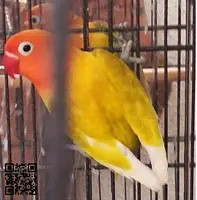 Agapornis hembras fischeri pastelinas