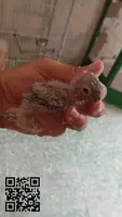 Pyrrhuras papilleras