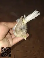 Cambio canaria
