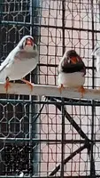 Diamantes mandarin