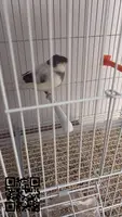 Canario gloster macho