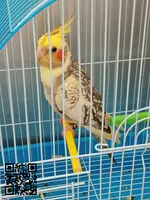 Cacatúa ninfa