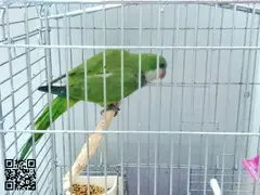 Cotorra Loro