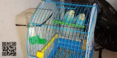 Periquitos