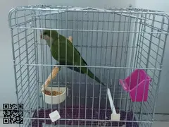 Loro Cotorra argentina
