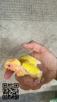 Venta de agapornis