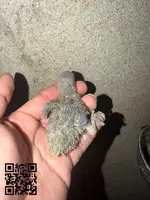 Venta de agapornis - 2