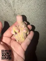 Venta de agapornis - 3