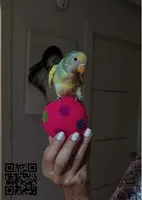 Agaporni papillero con 2 meses
