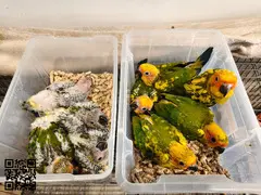 Se cede cotorras del sol muy bonitas